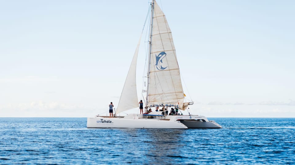 Lanzarote: Whale and Dolphin Watching Eco-Friendly Catamaran - Responsible wildlife rules that actually shape your day