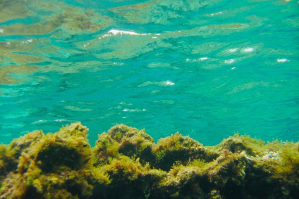 Las Canteras Scuba Diving - Key highlights to look for
