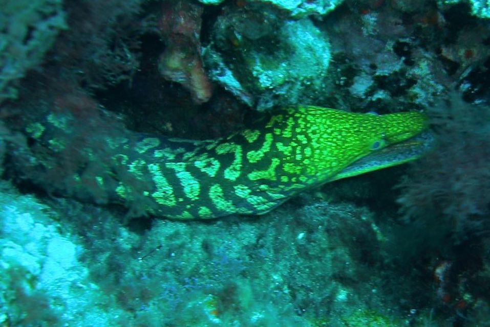 Las Canteras Scuba Diving - Why Las Canteras is a smart place for a first scuba session