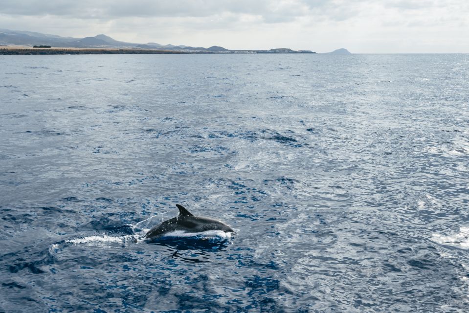 Las Galletas: Whale & Dolphin Tour with Local Skipper - Key things I’d circle on your itinerary