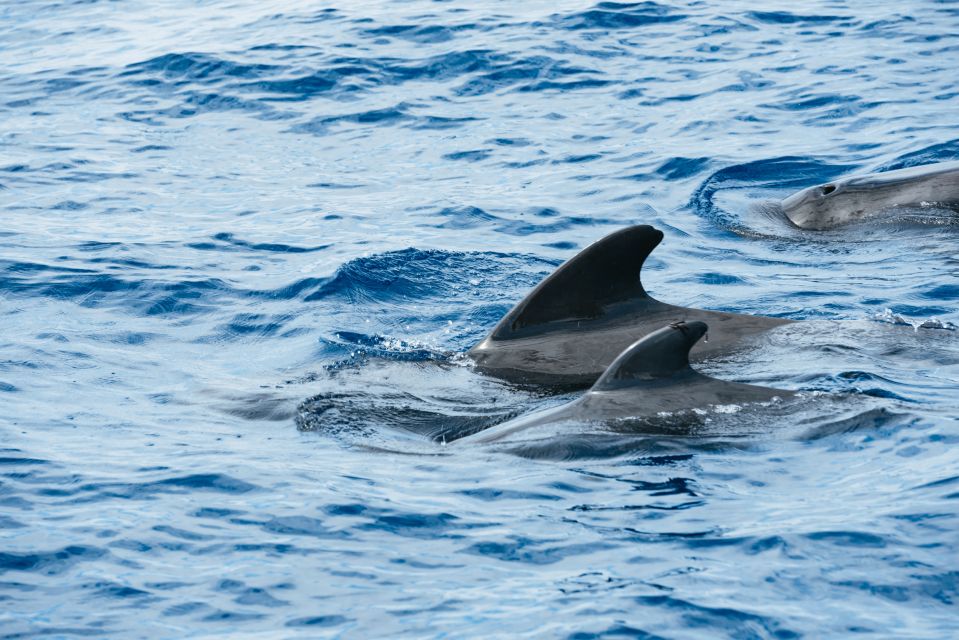 Las Galletas: Whale & Dolphin Tour with Local Skipper - Getting aboard Cruz del Sur: what makes this feel local