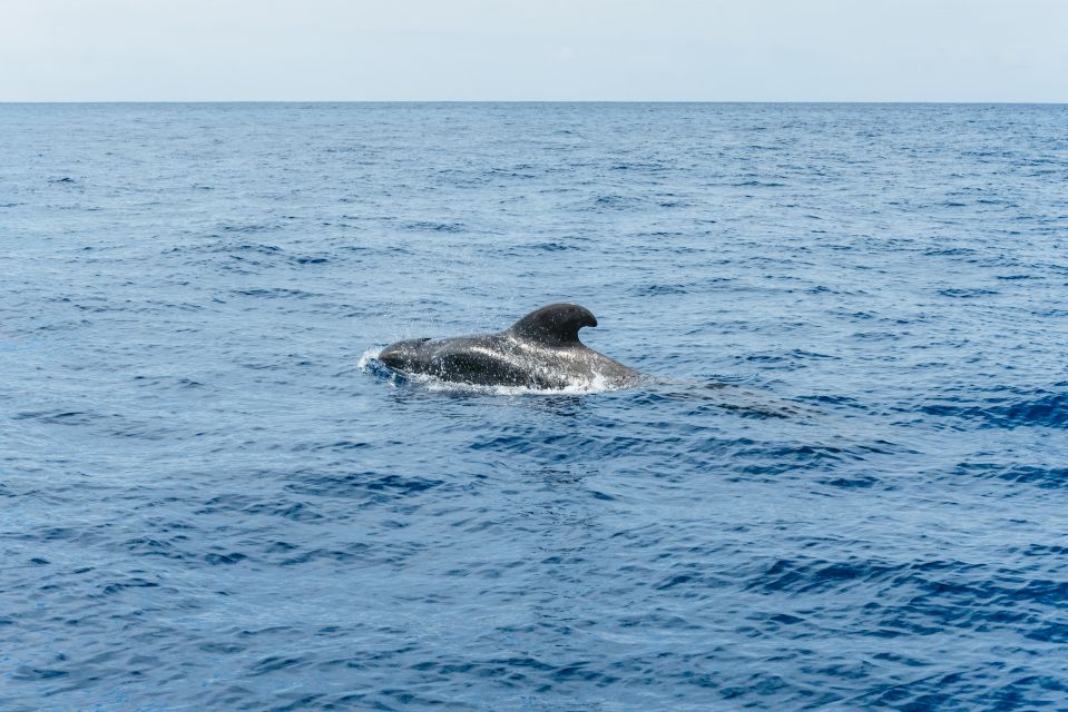 Las Galletas: Whale & Dolphin Tour with Local Skipper - Price and value: is $69 a good deal?