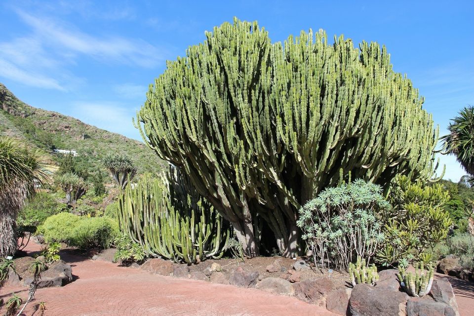 Las Palmas, Botanical Gardens and Bandama Volcano Tour - Who should book this Las Palmas Botanical Gardens and Bandama Tour?