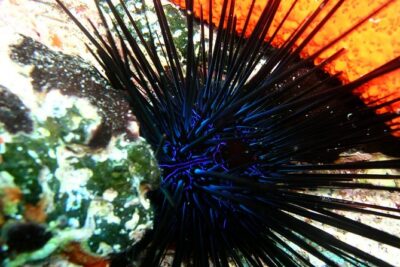 Lets Go Diving with pickup from hotel - From Your Hotel to Pserimos: the low-stress start