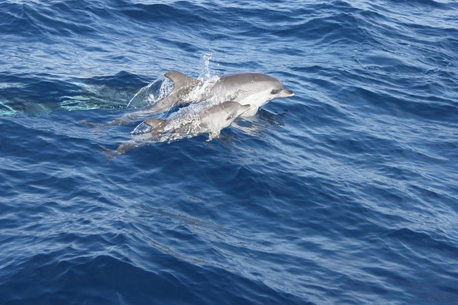 Lobos Island - The dolphin route - Getting back: Marina Rubicón and the ride home