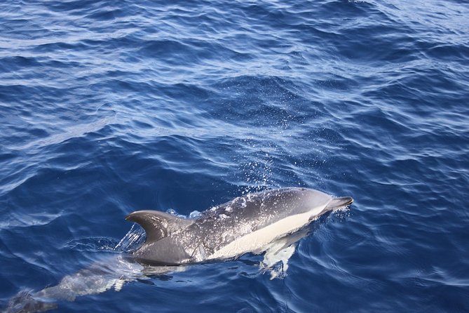 Lobos Island - The dolphin route - Who this tour suits (and who should think twice)