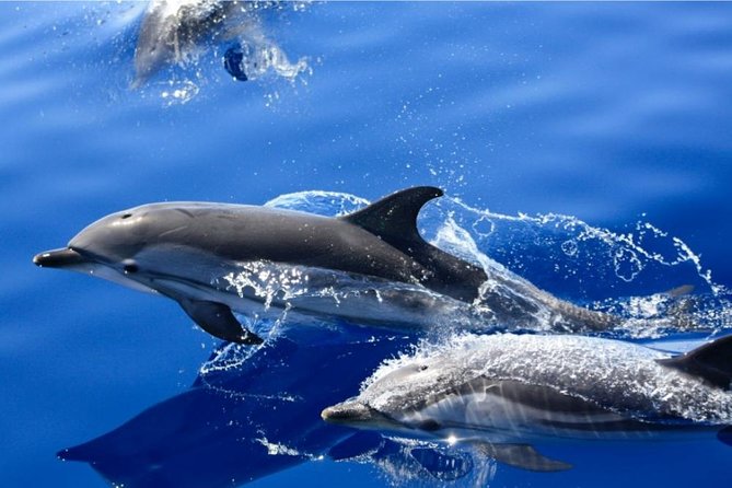 Lobos Island - The dolphin route - Isla de Lobos: your 2.5 hours of volcanic island freedom