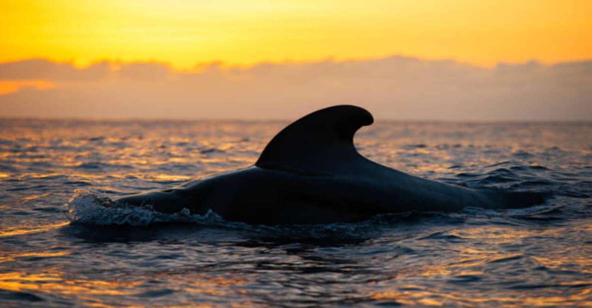 Los Cristianos: Eco Yacht Whale Watching Tour at Sunset - Key things to notice before you go