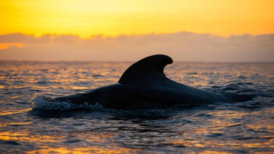 Los Cristianos: Eco Yacht Whale Watching Tour at Sunset - Why this sunset whale watching trip feels different