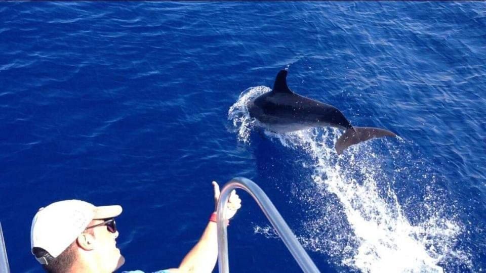 Los Cristianos: Eco Yacht Whale Watching Tour at Sunset - Sunset over Los Cristianos—and why being on the water matters