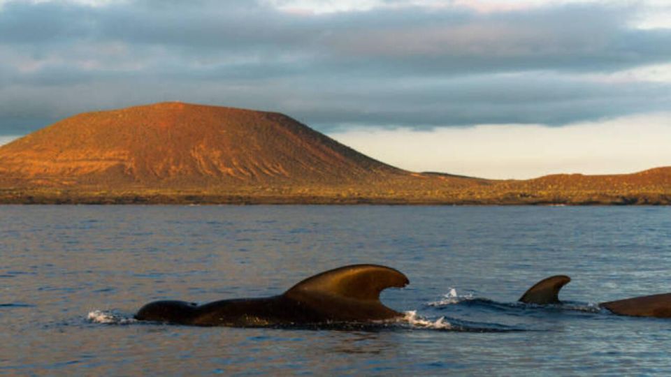 Los Cristianos: Eco Yacht Whale Watching Tour at Sunset - Who this tour suits best (and who might want another option)