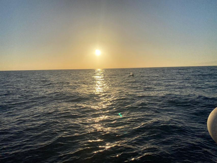 Los Cristianos: Eco Yacht Whale Watching Tour at Sunset - Tips to get the best experience (without overthinking it)
