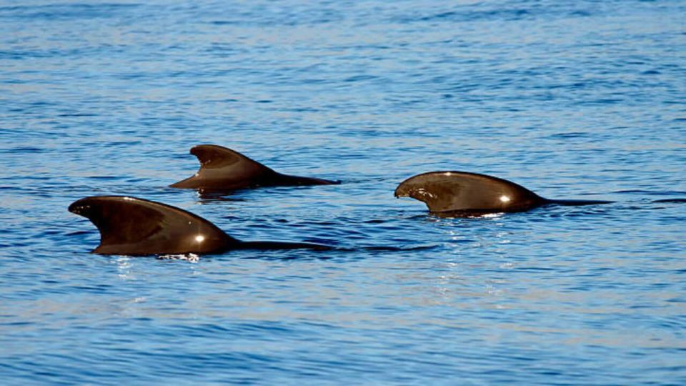 Los Cristianos: Eco Yacht Whale Watching Tour at Sunset - Price and value: why $17 can feel like a bargain