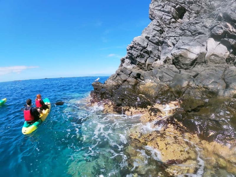 Los Cristianos: Kayak and Snorkel with Turtles and Photos - Dolphins, crabs, and the rest of the Tenerife marine cast