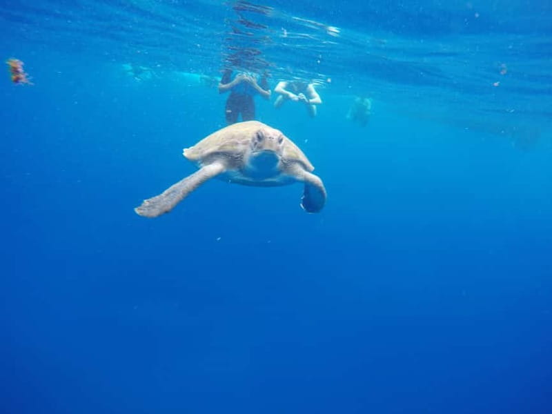 Los Cristianos: Kayak and Snorkel with Turtles and Photos - Value and pricing: what $34 gets you (and why it’s not just cheap)