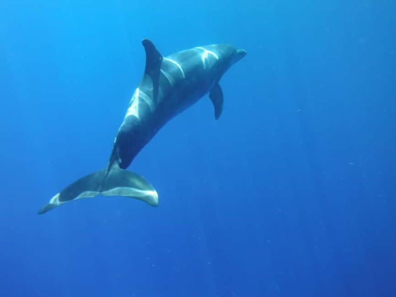 Los Cristianos: Kayak and Snorkel with Turtles and Photos - Volcanic coastline by kayak: the route, the sea cave approach, and dolphin chances