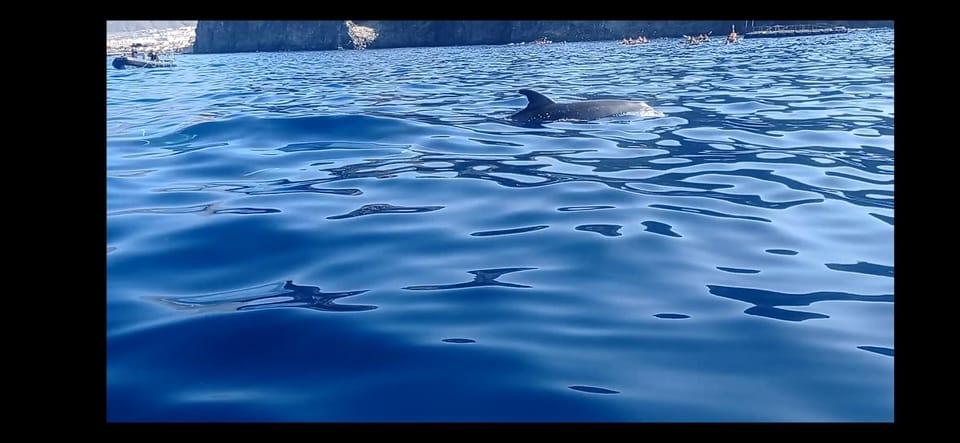 Los Cristianos: Kayak & Snorkel Tour with turtles and photos included - Why this Los Cristianos kayak-and-snorkel feels worth $31