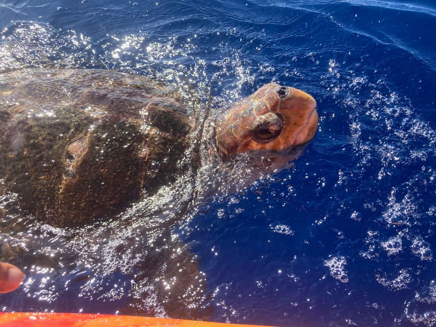 Los Cristianos: Kayak & Snorkel Tour with turtles and photos included - Montaña de Guaza and the Biosphere Reserve views (plus dolphin watching)