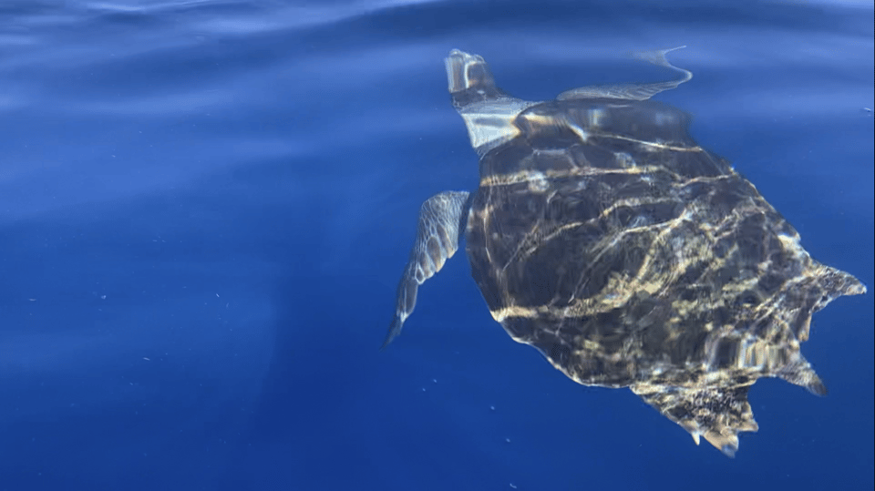 Los Cristianos: Kayak & Snorkel Tour with turtles and photos included - Who should book this, and who should skip it