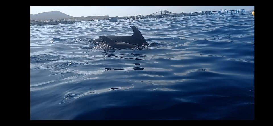 Los Cristianos: Kayak & Snorkel Tour with turtles and photos included - Meeting at El Carmen 4 and getting to the beach fast