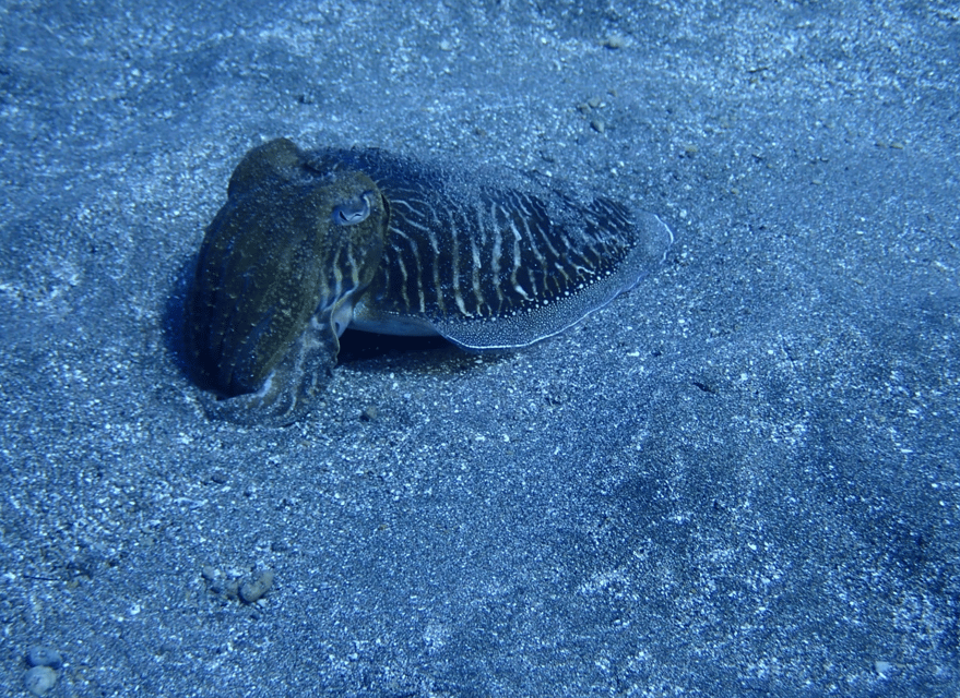 Los Cristianos: Try Dive for beginners - Key things I’d bet on before you book