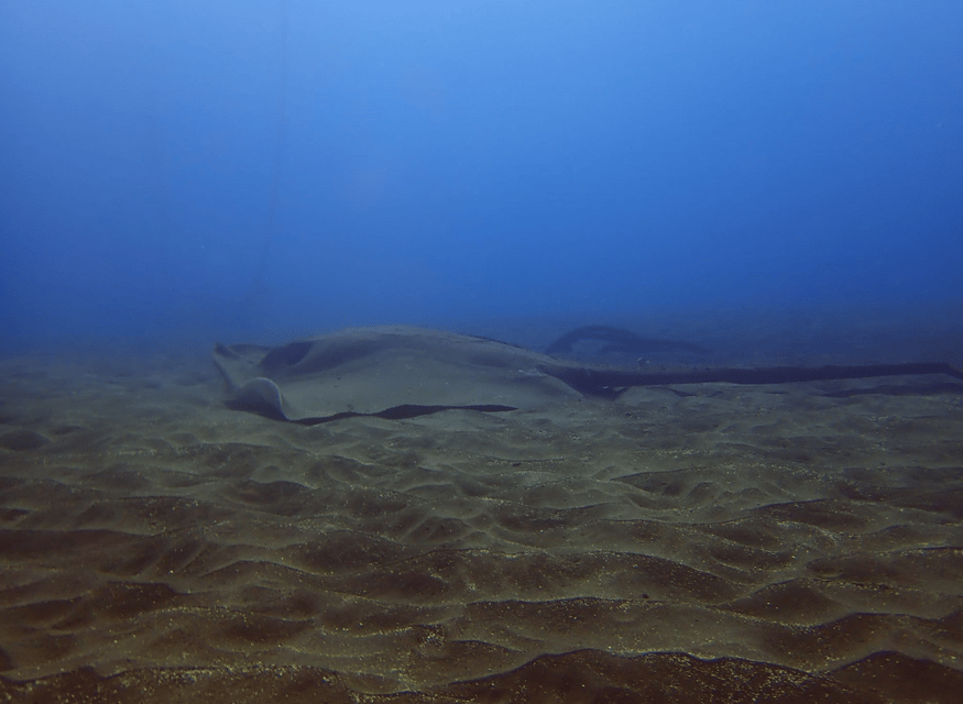Los Cristianos: Try Dive for beginners - Should you book this Los Cristianos beginner session?