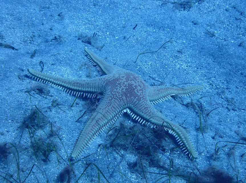 Los Cristianos: Try Dive for beginners - Learning the basics that keep you calm underwater