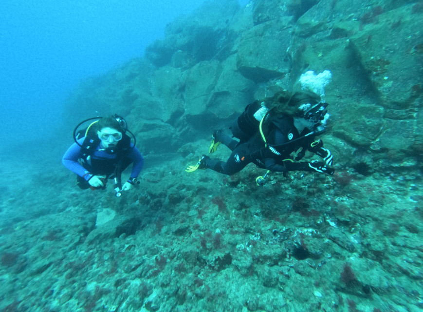 Los Cristianos: Try Dive for beginners - What you might see off Los Cristianos