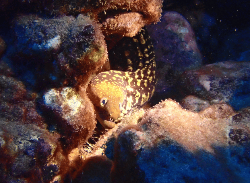 Los Cristianos: Try Dive for beginners - Instructor support and group size: why it feels personal