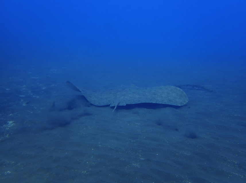 Los Cristianos: Try Dive for beginners - Price and value: what $94 actually buys you