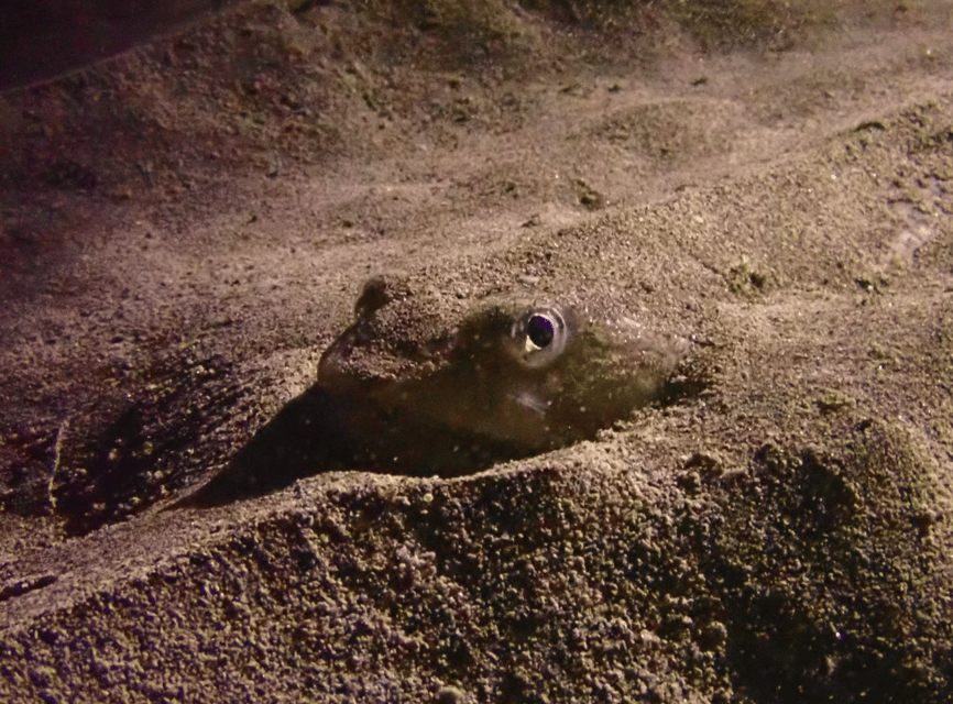 Los Cristianos: Try Dive for beginners - Ocean Dreams Tenerife: where it starts and how you get ready