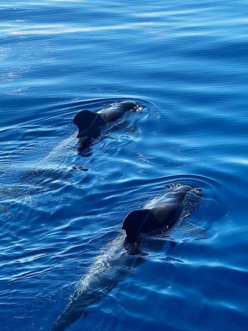 Los Cristianos: Viking Cruise Whales & Dolphins Watching - Ragnarok onboard: space, water, toilets, and the Viking energy