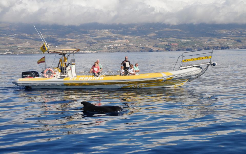 Los Gigantes: Dolphin and Whale Watching Cruise by Speedboat - Key things to know before you go