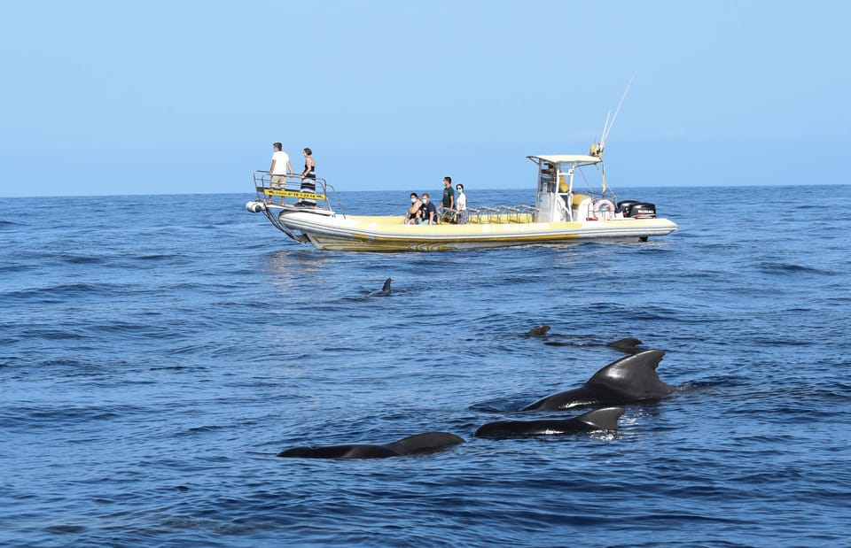 Los Gigantes: Dolphin and Whale Watching Cruise by Speedboat - Los Gigantes Speedboat: The thrill is the closeness