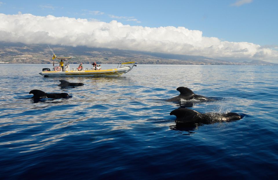 Los Gigantes: Dolphin and Whale Watching Cruise by Speedboat - Sliding along the cliffs: Masca and Los Gigantes from the water