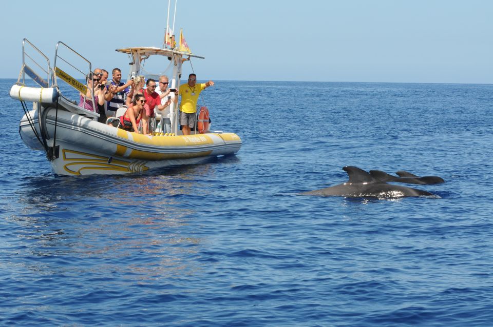 Los Gigantes: Dolphin and Whale Watching Cruise by Speedboat - The 2-hour plan: fast pace, good pacing, and smart tradeoffs