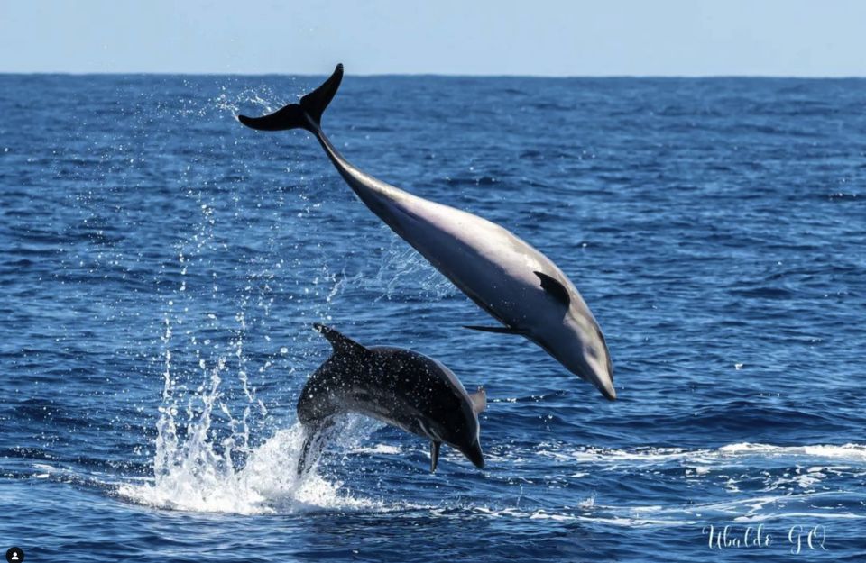 Los Gigantes: Dolphin and Whale Watching Cruise by Speedboat - What to pack for a smooth, comfortable trip