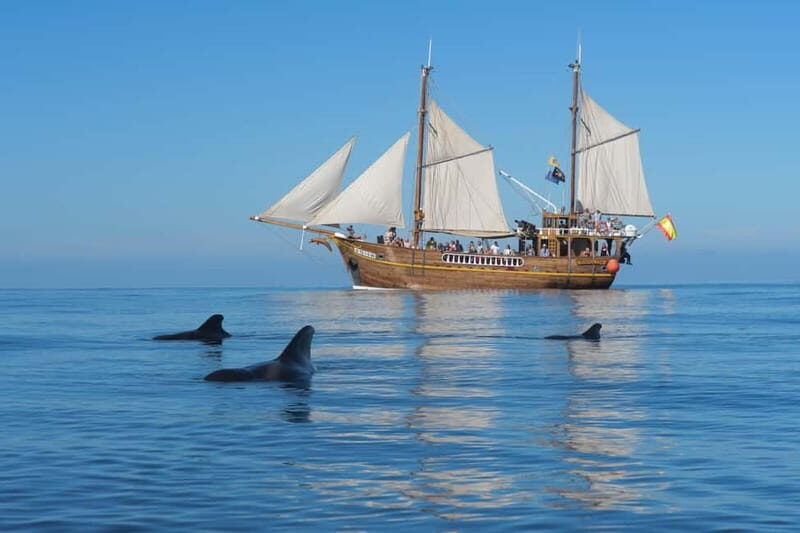 Los Gigantes: Dolphin and Whale Watching Tour with Drinks - The swim stop in clear Atlantic water is the real win