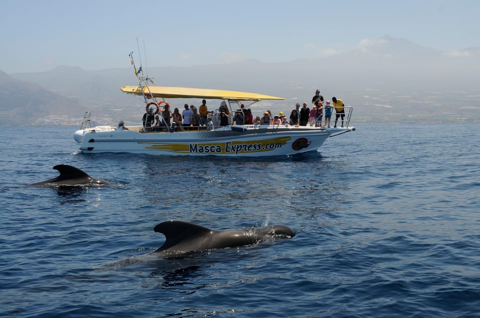 Los Gigantes: Dolphin & Whale Watching Cruise with Swim Stop - Key things to know before you go