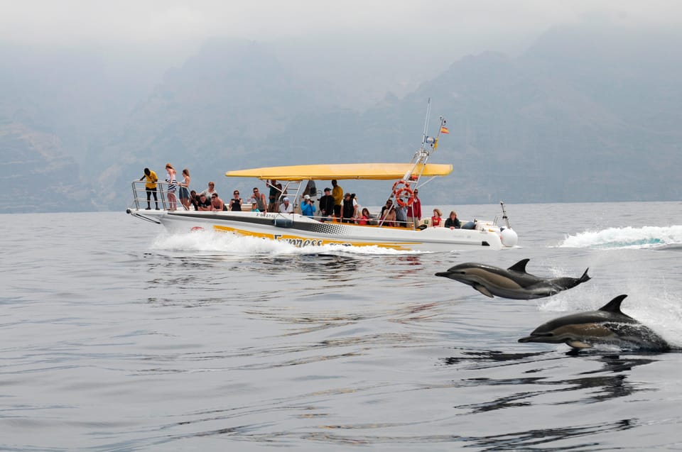 Los Gigantes: Dolphin & Whale Watching Cruise with Swim Stop - Whale-watching reality check in the Teno-Rasca Sanctuary
