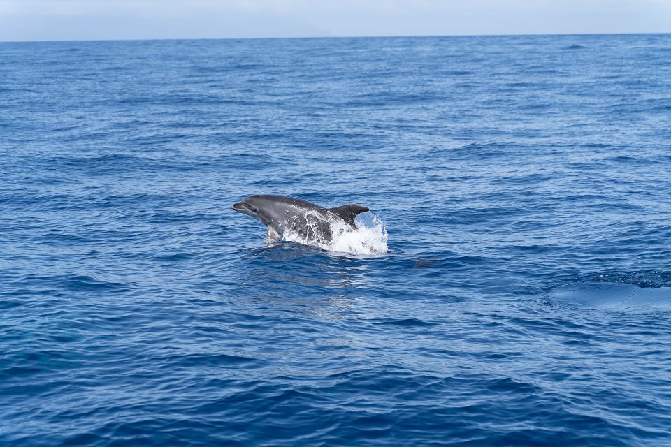 Los Gigantes: Sailing Excursion with Swimming, Drink & Tapas - The Water Break: Snorkeling in Clear Coastal Depths