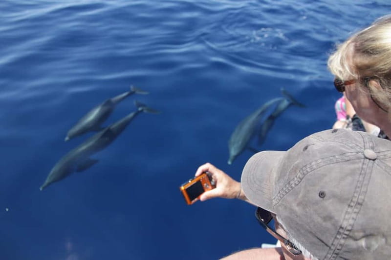 Los Gigantes: Whale or dolphin watching and swimming tour in Masca - Los Gigantes cliffs from the water: why the return cruise is more than scenery