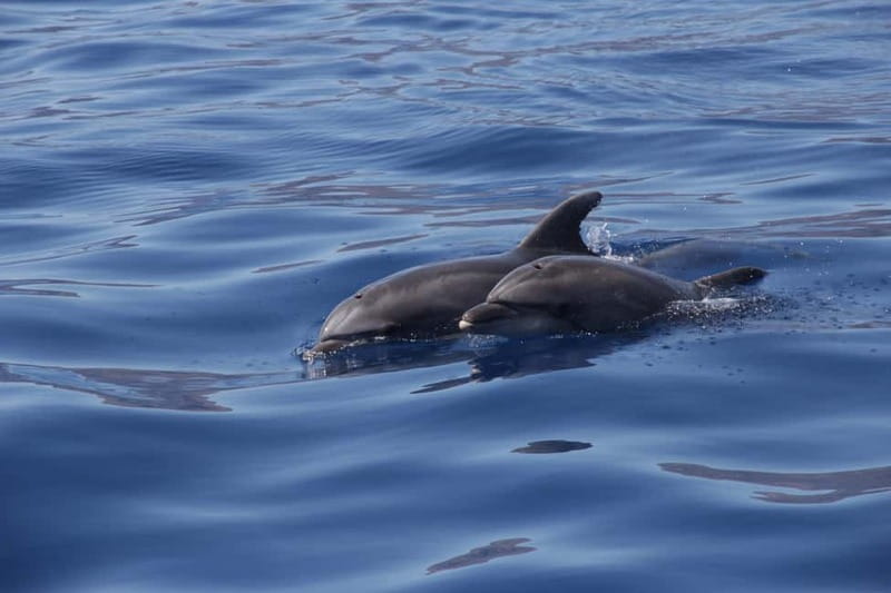 Los Gigantes: Whale or dolphin watching and swimming tour in Masca - Who should book this Los Gigantes whale and dolphin swim tour