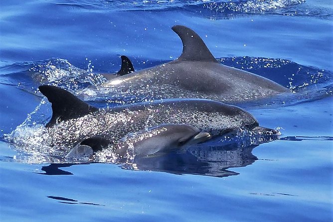 Los Gigantes Whale Watching Charter by Sail Boat - Key things I’d bet on with this Los Gigantes charter