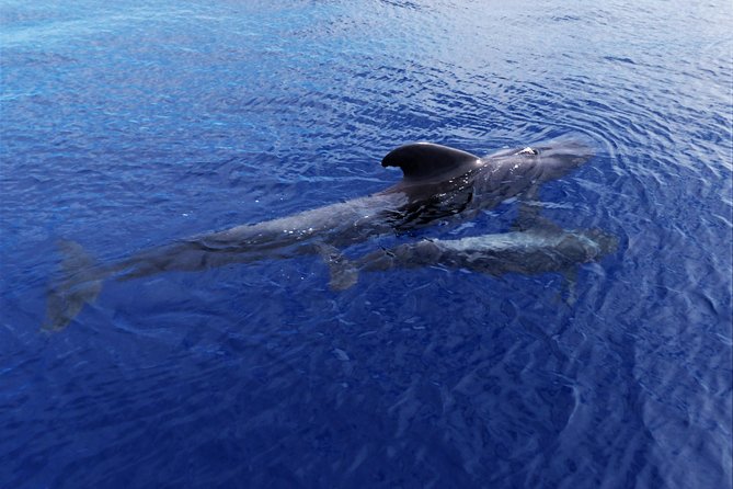 Los Gigantes Whale Watching Charter by Sail Boat - Whale watching off Los Gigantes: what you can realistically hope for