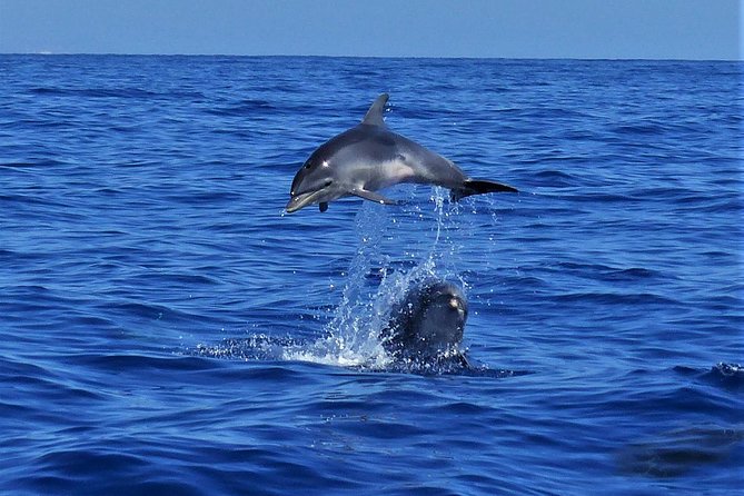 Los Gigantes Whale Watching Charter by Sail Boat - Crew style and language: English on most days, German sometimes missing