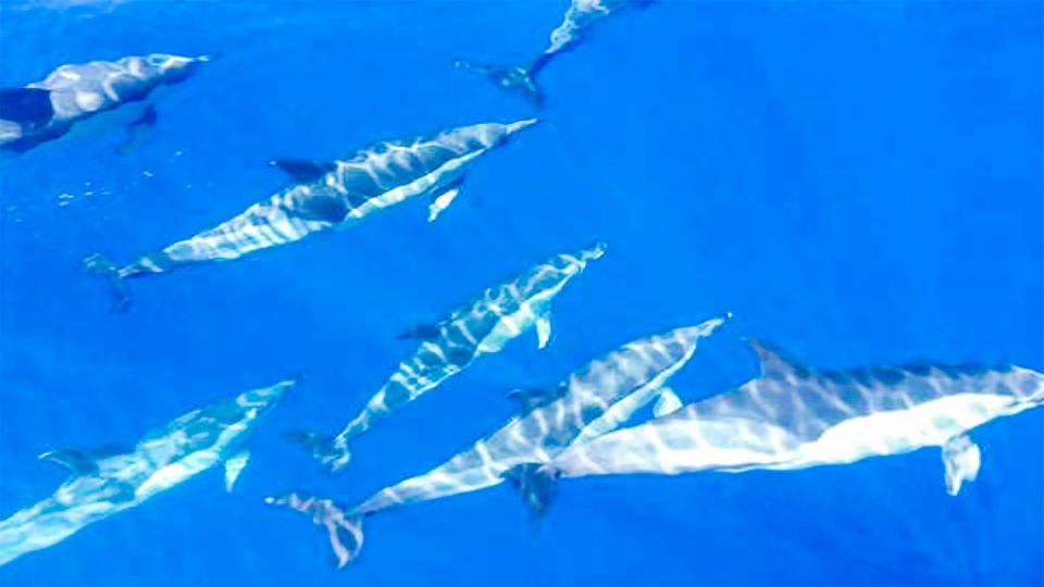 Los Gigantes: Whales and Dolphin Watching Cruise with Lunch - Los Gigantes Whales and Dolphins: The Setting Makes It Worth the Boat Time