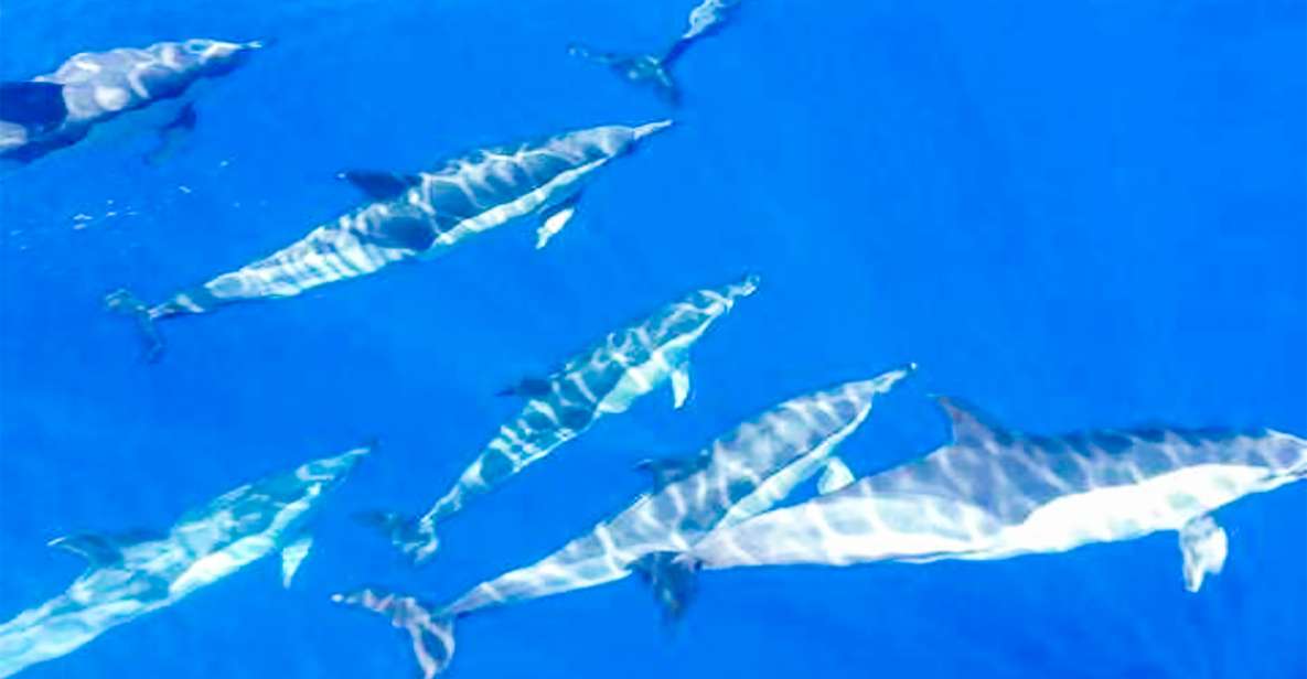 Los Gigantes: Whales and Dolphin Watching Cruise with Lunch - Meeting at MPC Yacht Charter and Getting the Timing Right