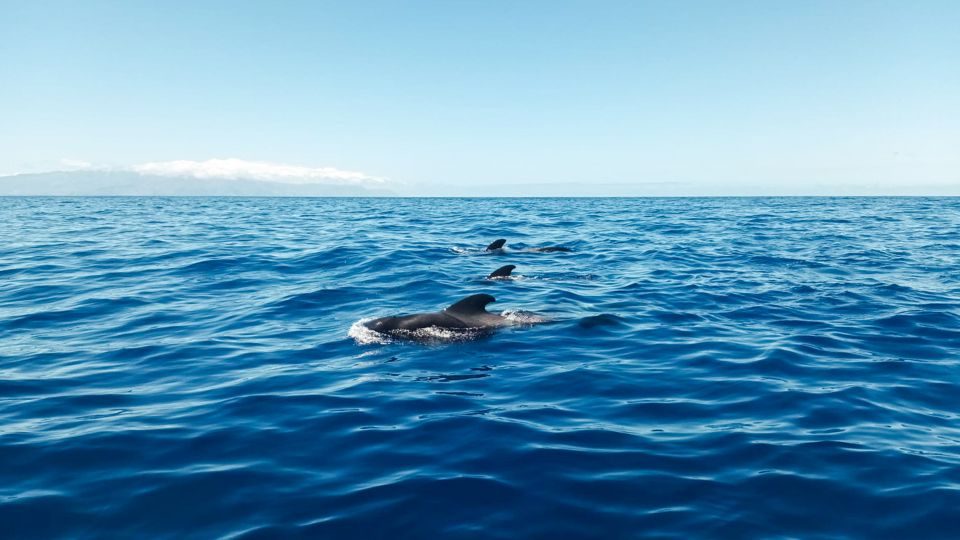 Los Gigantes: Whales and Dolphin Watching Cruise with Lunch - The Main Event: Pilot Whales and Bottlenose Dolphins (Plus Other Wildlife)