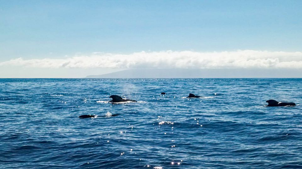 Los Gigantes: Whales and Dolphin Watching Cruise with Lunch - Who This Cruise Fits Best (and Who Might Want to Rethink)